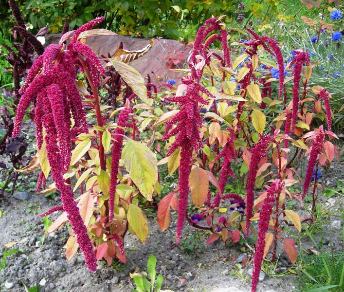 معرفی و راهنمای پرورش گیاهان زینتی - گل تاج خروس